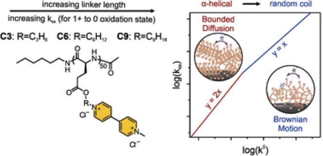 Graphical preview relating viologen-polypeptide linker length, molecular structure, and electron transport behavior