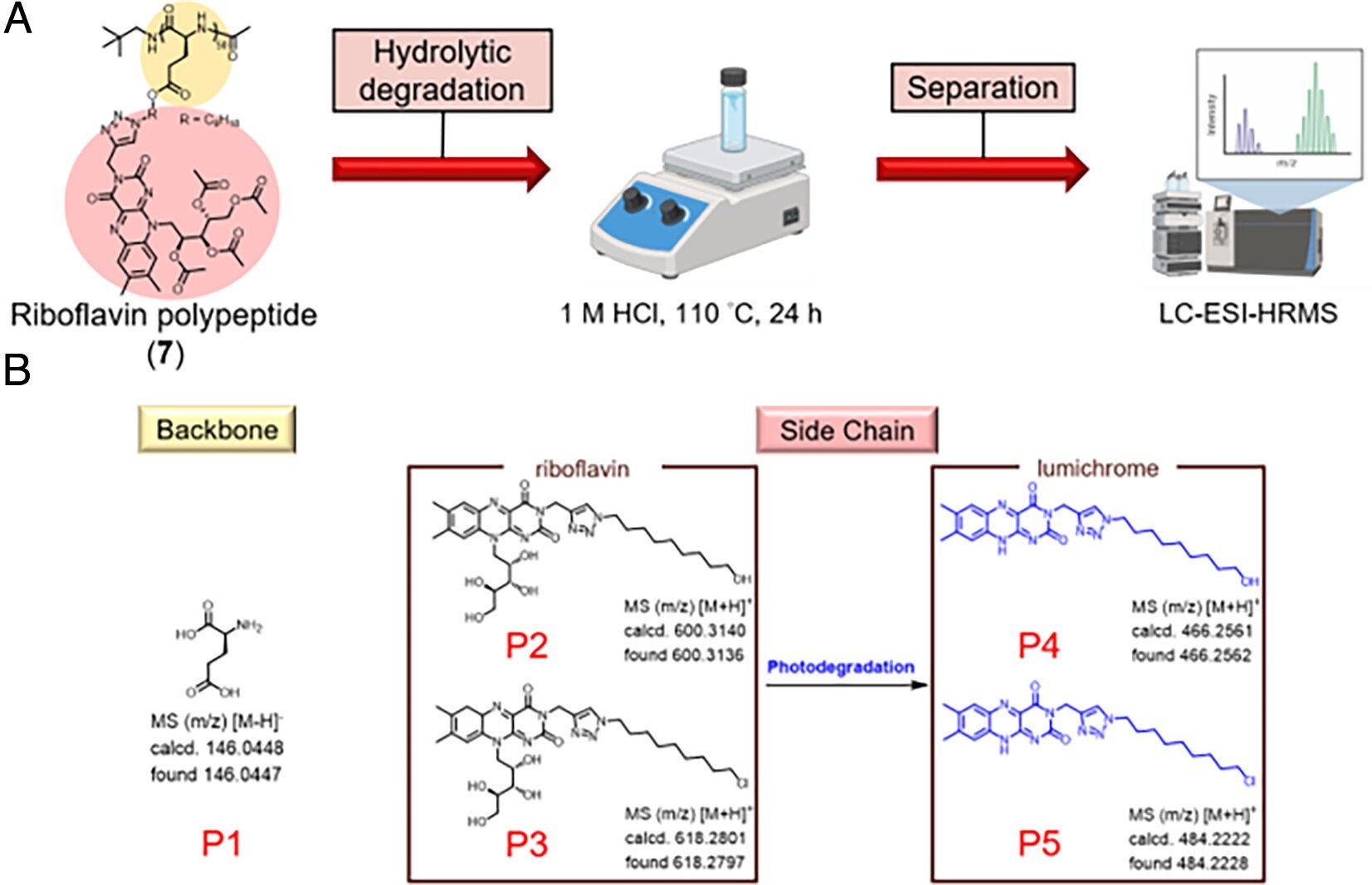 Figure from the 2025 PNAS study of a degradable riboflavin-containing polypeptide for energy storage