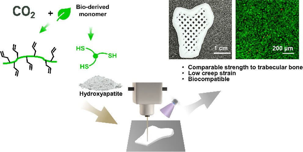 Graphical preview of bioderived polycarbonate and hydroxyapatite composite scaffolds produced by 3D printing