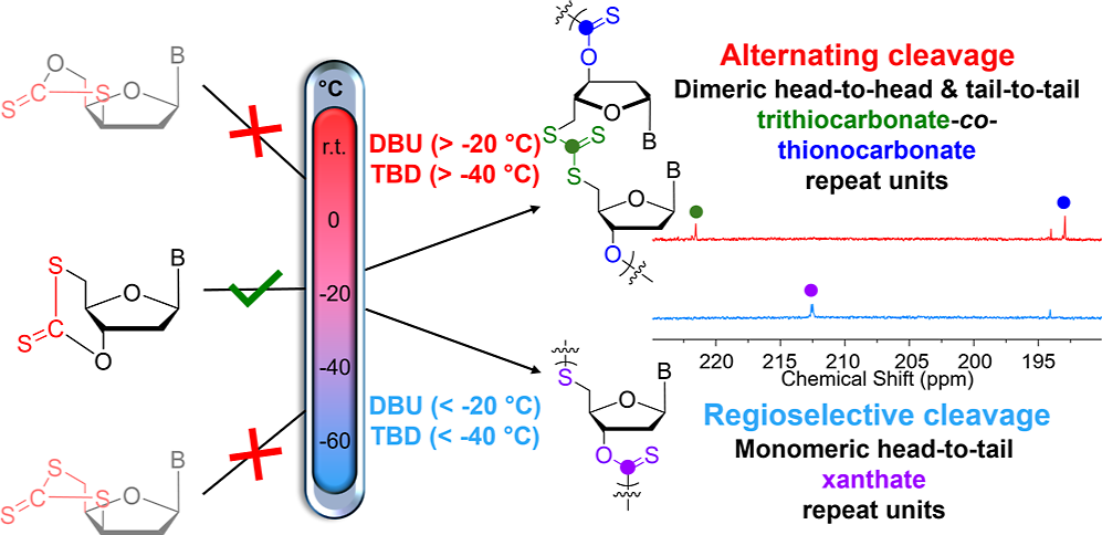 Graphical abstract showing temperature-dependent alternating or regioselective ring opening of a D-thymidine-derived cyclic xanthate